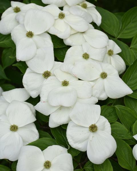 Flowering Dogwood Auroa