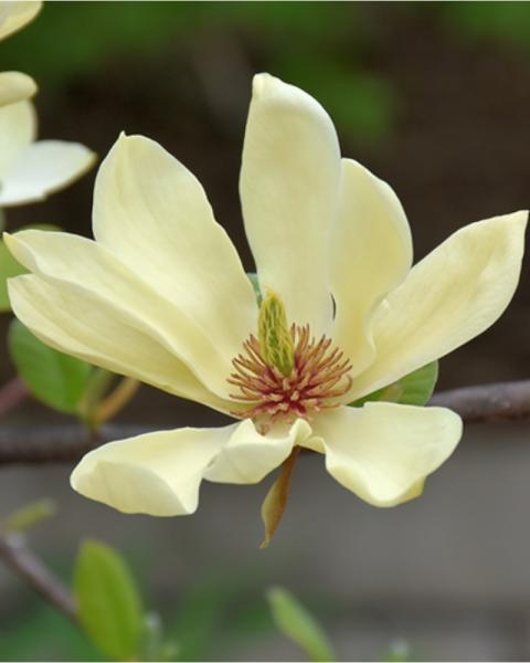 Magnolia Butterflies