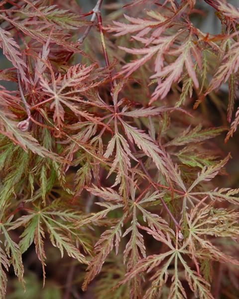 Maple Japanese Inaba Shidare 3 Gallon