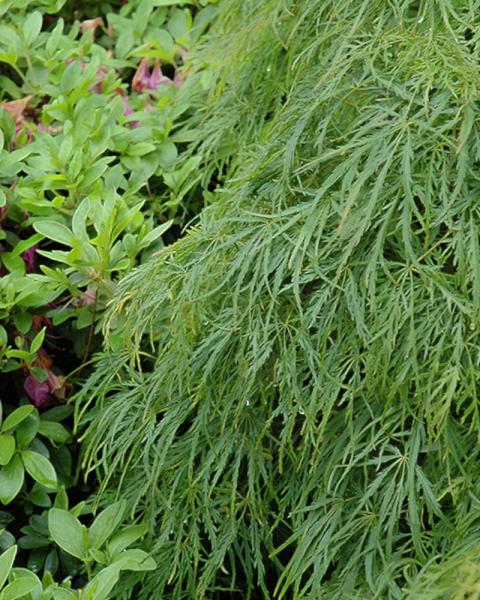 Maple Japanese Viridis 3 Gallon