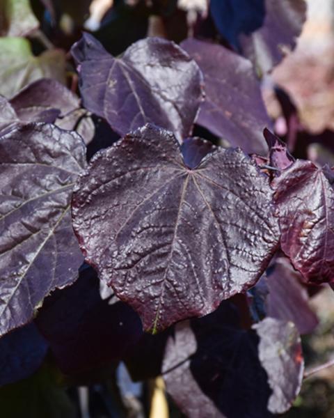 Redbud Black Pearl