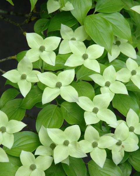 Flowering Dogwood Milky Way