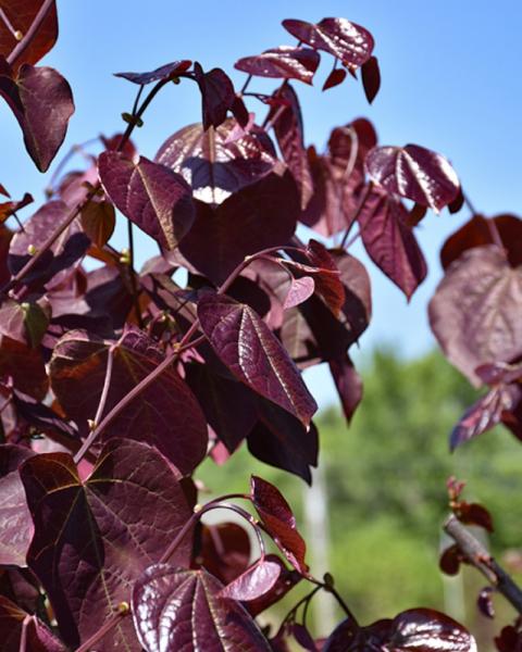 Redbud Merlot