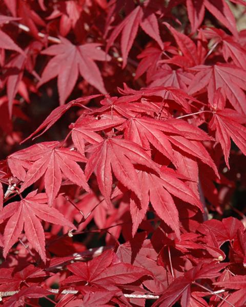 Maple Japanese Emperor One 3 Gallon