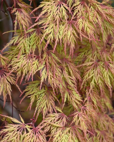 Maple Japanese Orangeola 3 Gallon