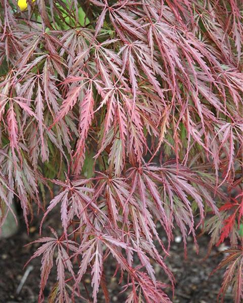 Maple Japanese Tamukeyama 3 Gallon