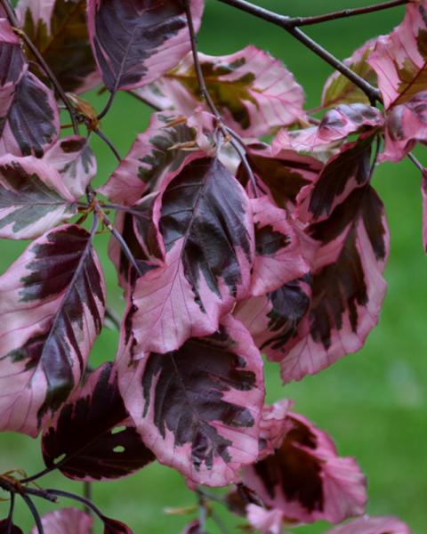 Beech Tricolor