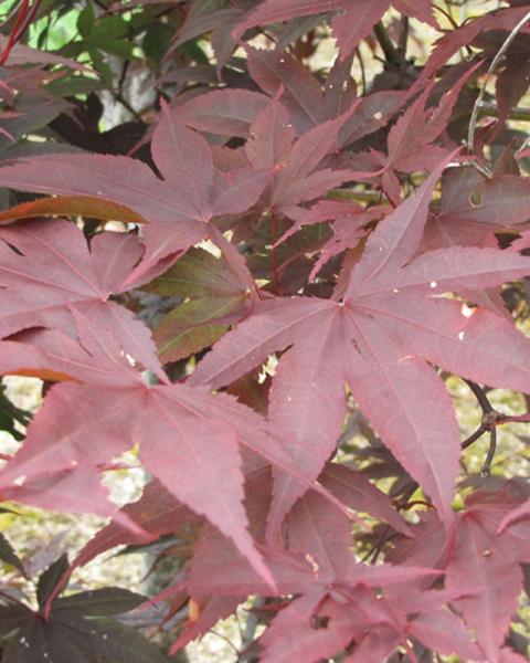 Maple Japanese Red Emperor One