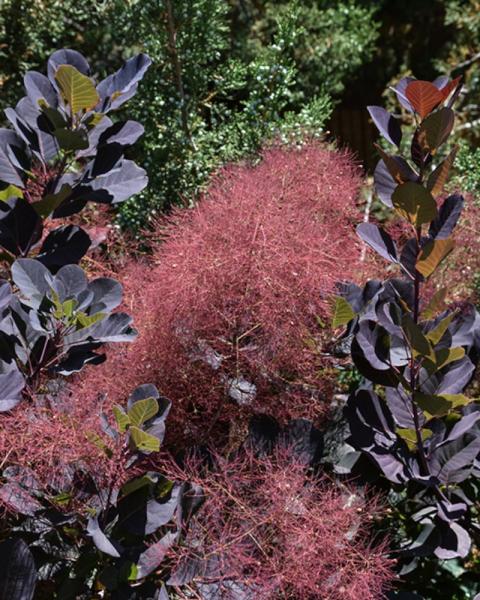 Smoke Tree Lilla 2 Gallon