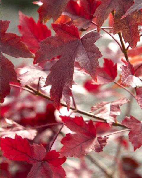 Maple Autumn Blaze 10 Gallon