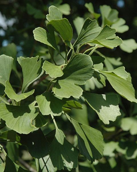 Ginkgo Princeton Sentry 15 Gallon