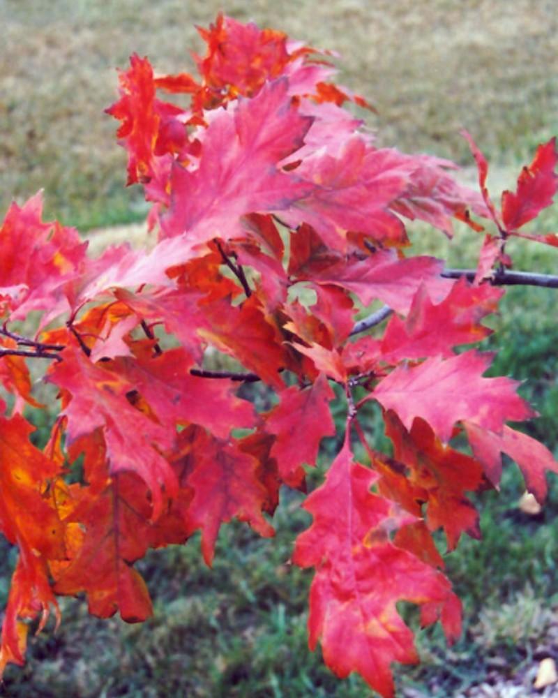 Oak Northern Red 10 Gallon