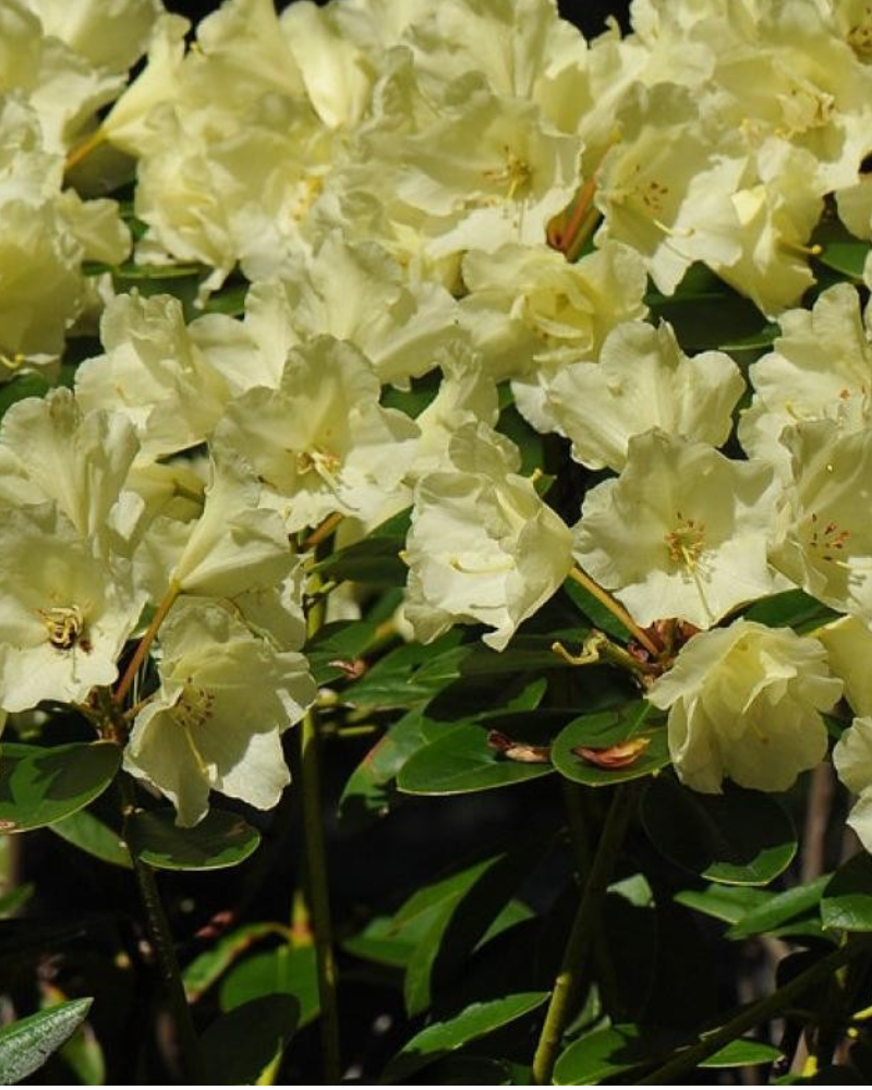 Rhododendron Lemon Dream