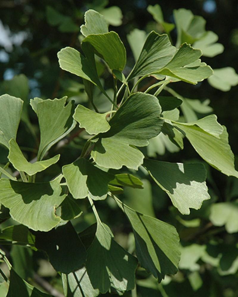 Ginkgo Princeton Sentry 15 Gallon