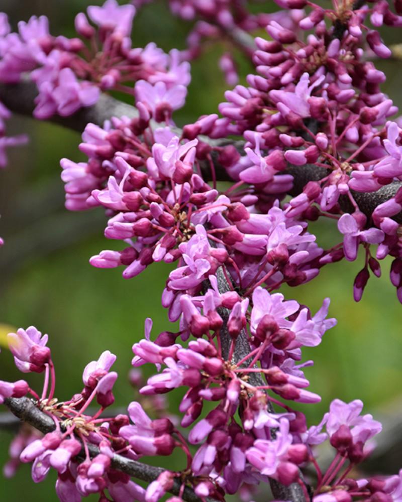 Redbud Northern Herald