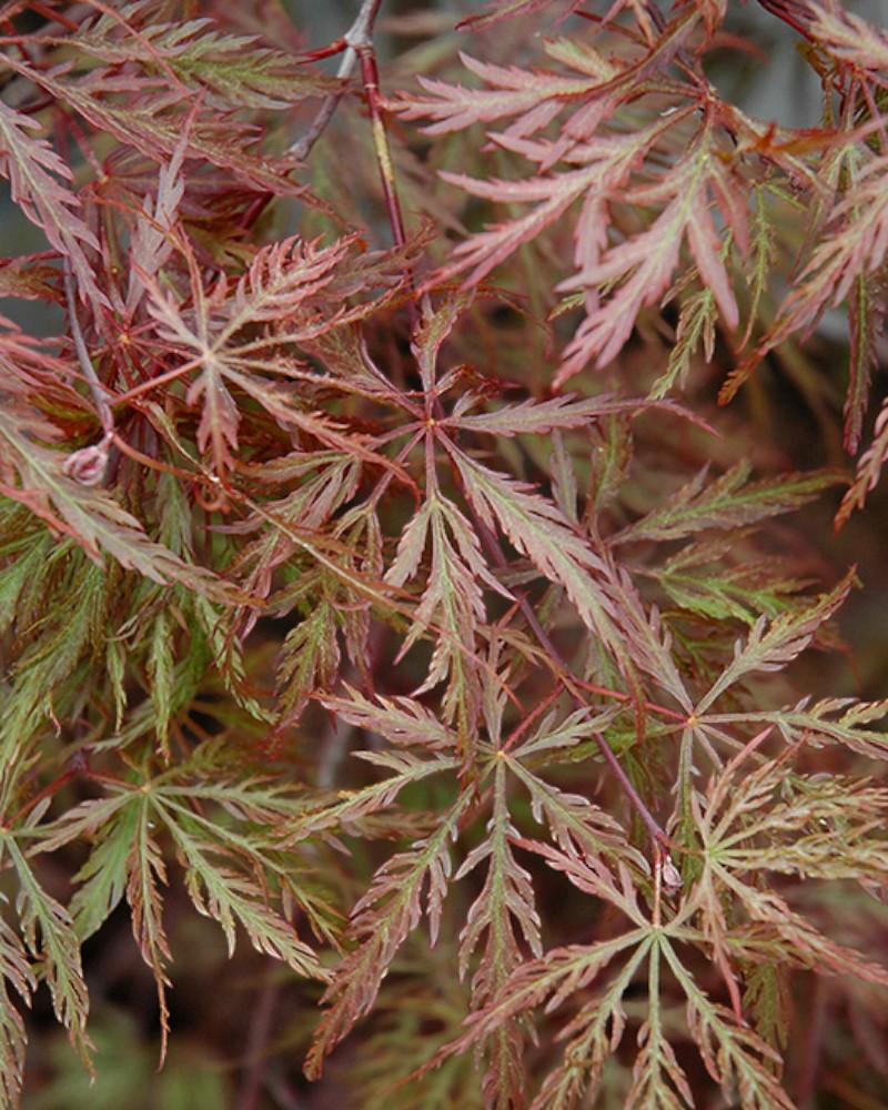 Maple Japanese Inaba Shidare 3 Gallon