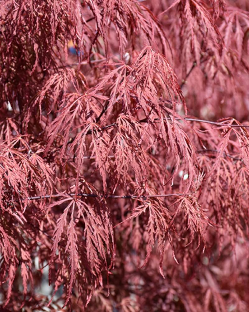 Maple Japanese Garnet 5 Gallon
