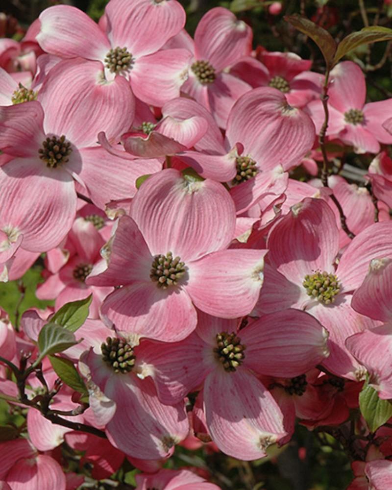 Flowering Dogwood Cherokee Brave