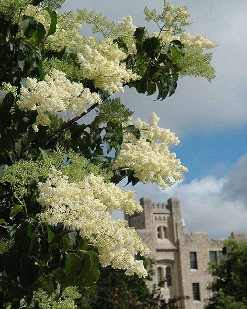 Lilac Tree Ivory SIlk