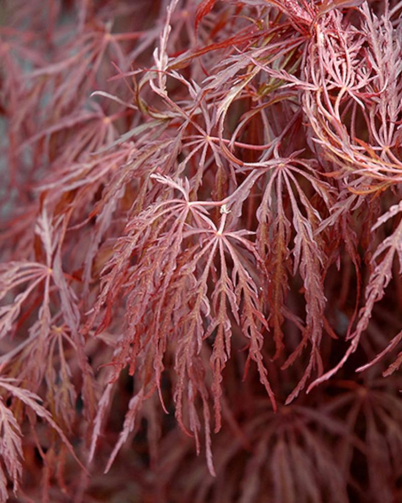 Maple Japanese Crimson Queen 3 Gallon