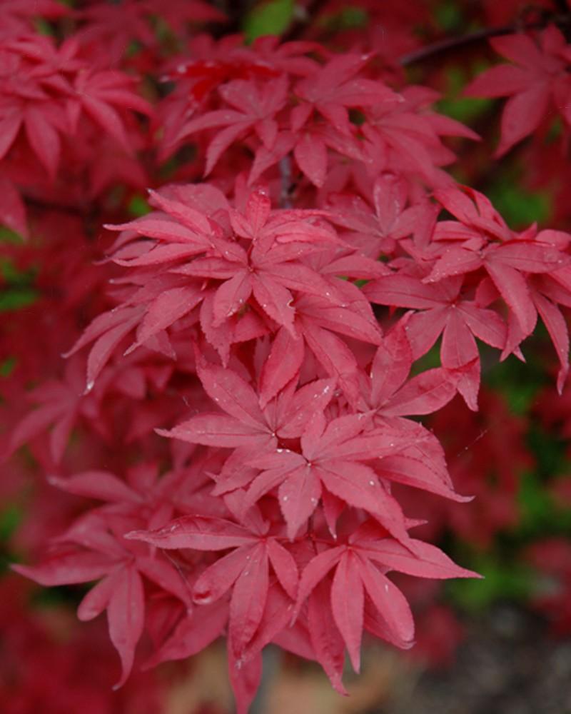 Maple Japanese Twombly's Red Sentinel 7 Gallon