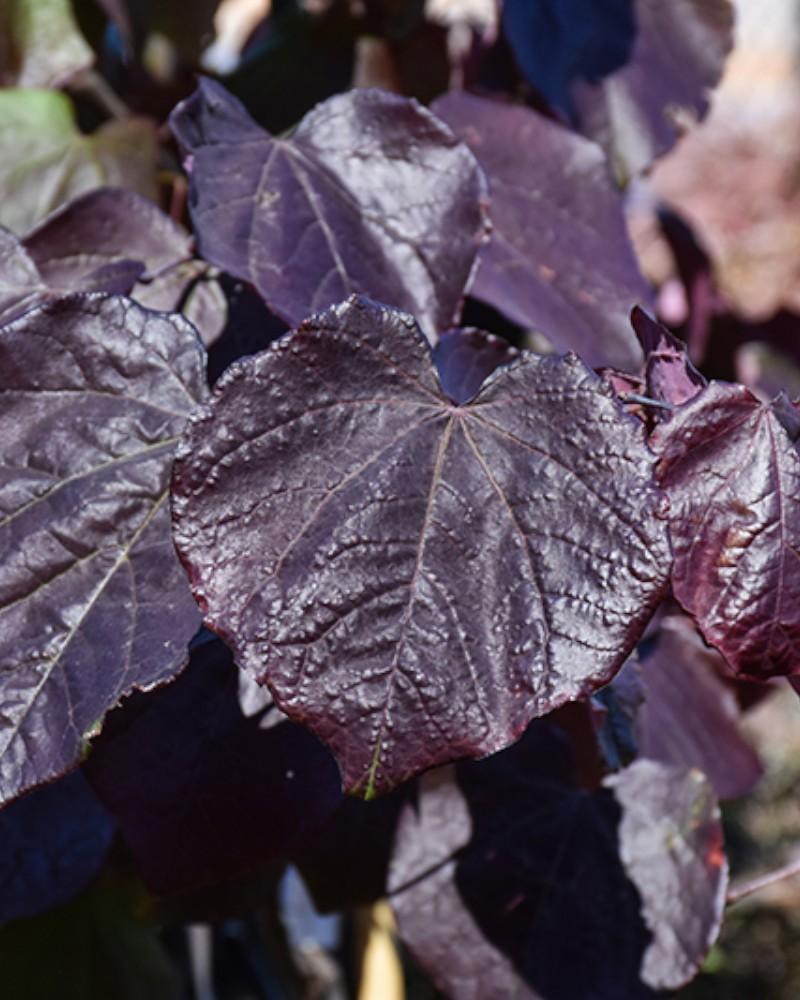 Redbud Black Pearl