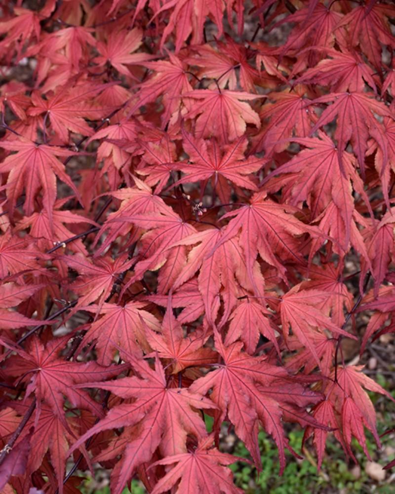 Maple Japanese Purple Ghost 3 Gallon