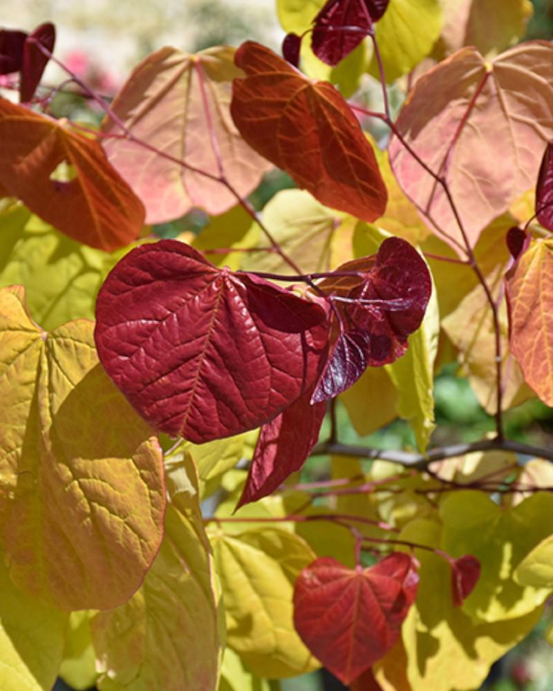 Redbud Hearts A'Fire 7 Gallon