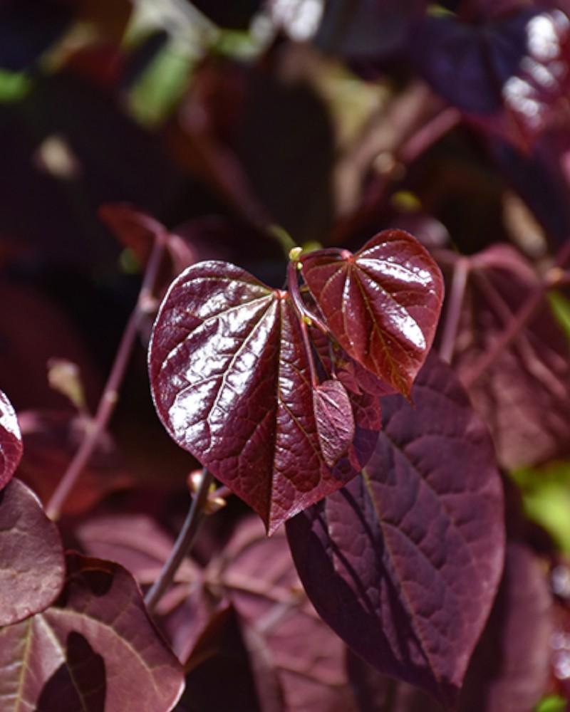 Redbud Midnight Express 10 Gallon