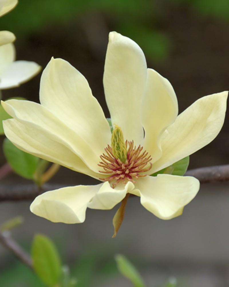 Magnolia Butterflies 5 Gallon