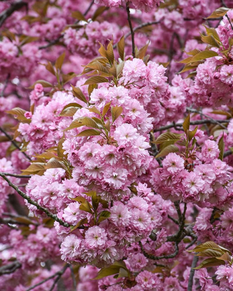 Flowering Cherry Kwanzan 10 Gallon