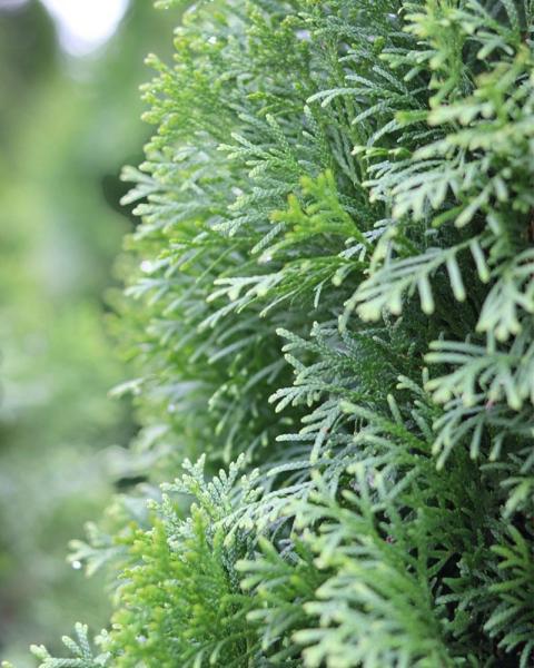 Arborvitae Emerald Green 15 Gallon