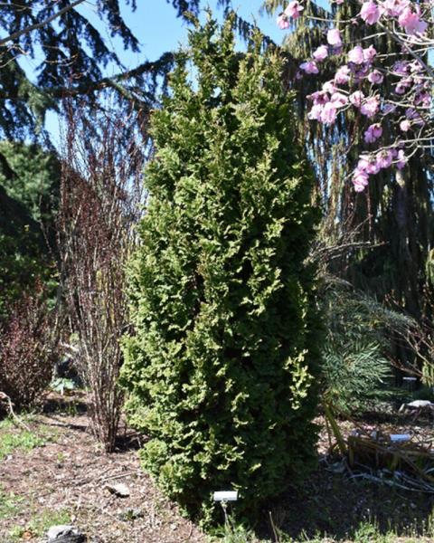 Arborvitae Zmatlik 6 Gallon