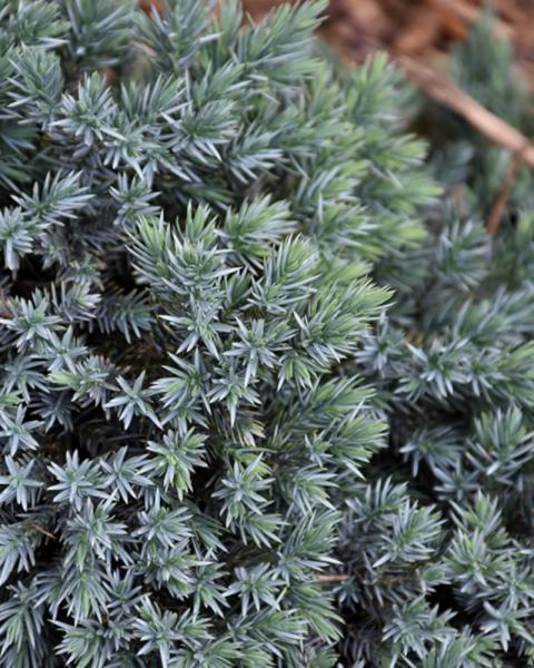 Juniper Blue Star 2 Gallon