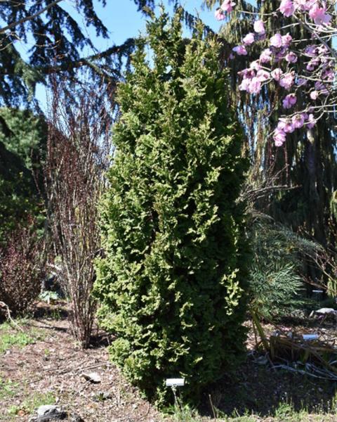 Arborvitae Zmatlik 3 Gallon