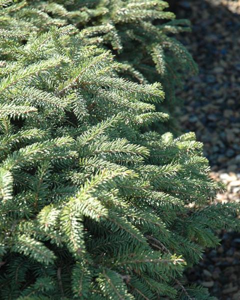 Spruce Elegans 3 Gallon