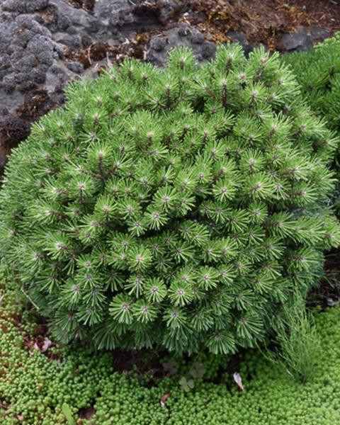 Pine Mugho White Bud