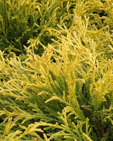 Chamaecyparis Golden Mop 1 Gallon