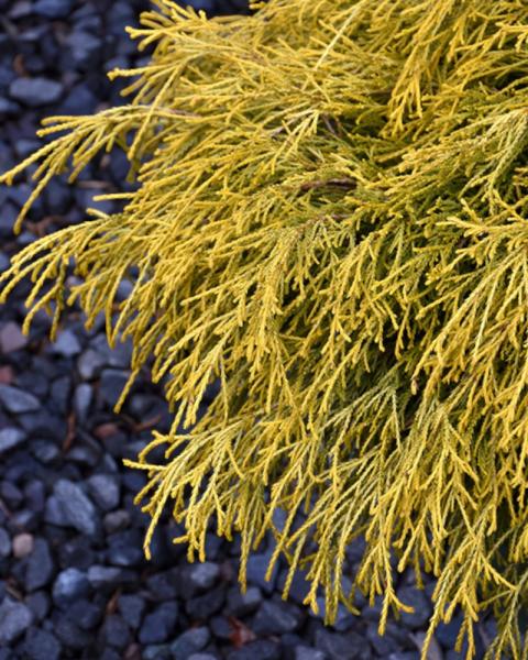 Chamaecyparis Golden Charm 2 Gallon
