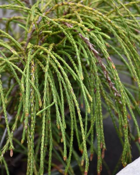 Arborvitae Whipcord on Standard