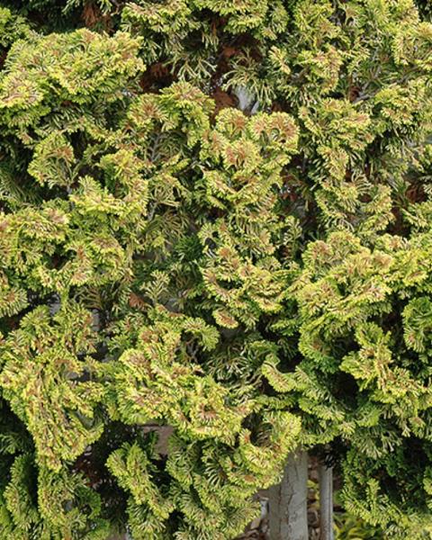 Chamaecyparis Nana Lutea