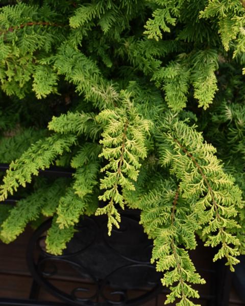 Chamaecyparis Fernspray Gold