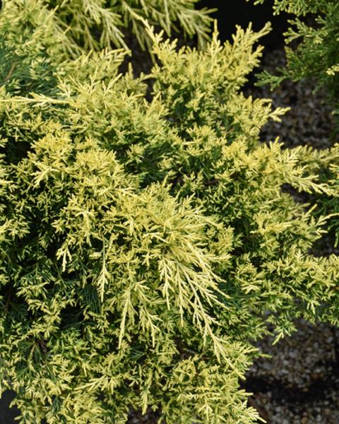 Juniper Sea of Gold
