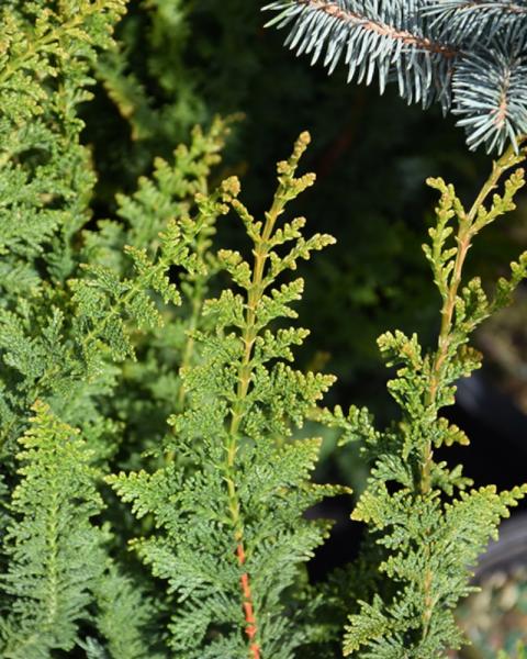 Chamaecyparis Fernleaf Compacta