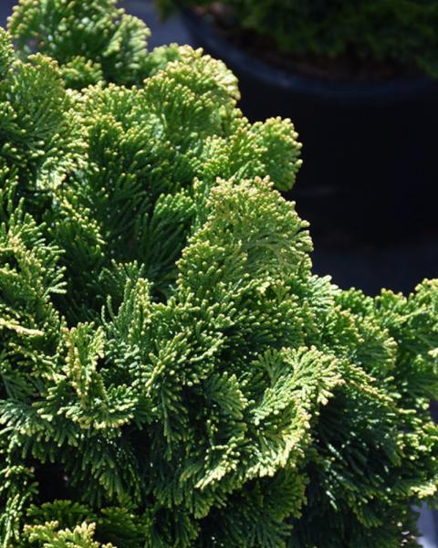 Chamaecyparis Thoweil 3 Gallon