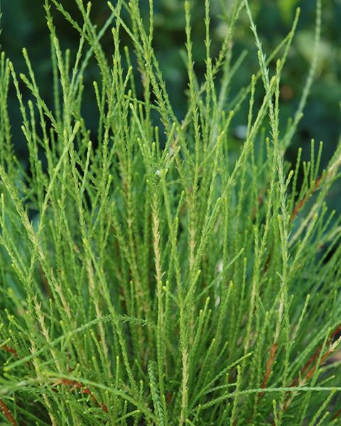 Arborvitae Franky Boy 3 Gallon