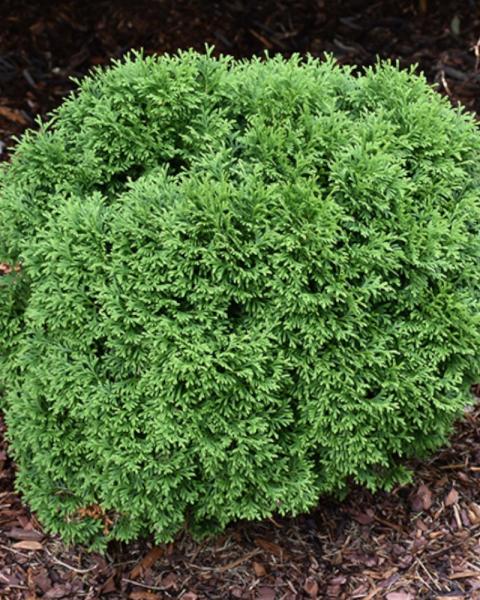 Arborvitae Tater Tot 2 Gallon