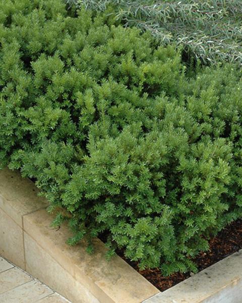 Yew Dark Green Spreader 3 Gallon