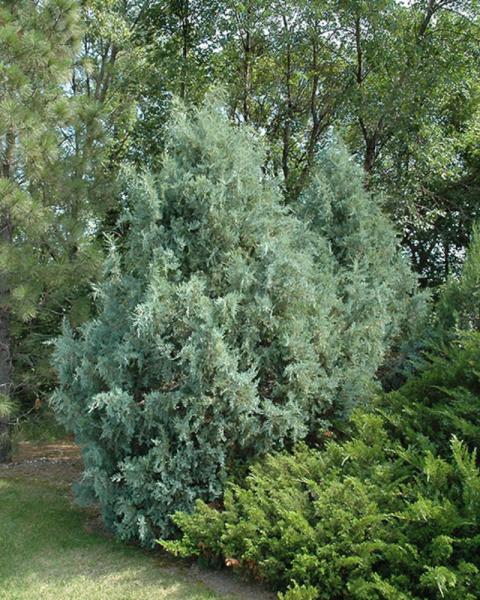 Juniper Wichita Blue 5 Gallon