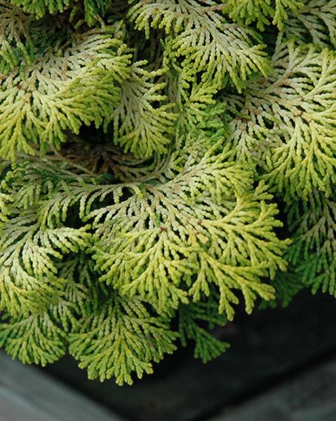 Chamaecyparis Confusius 3 Gallon